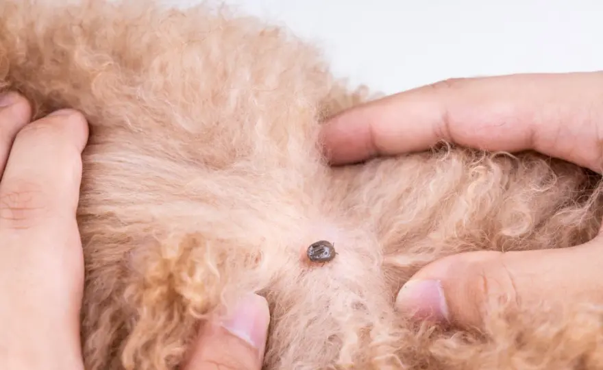 Aceto contro le zecche sul cane? Ecco perché non funziona