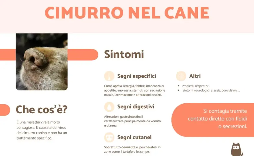 Cimurro nel cane - Sintomi, cura e prevenzione efficace
