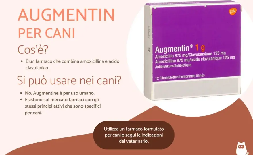 Antibiotico per infezione cutanea cane - Quando serve davvero?