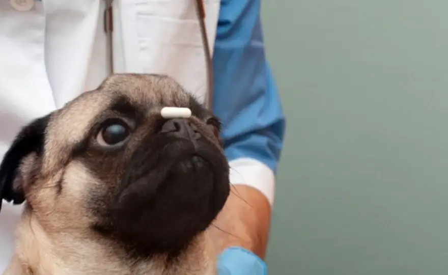 Antibiotico cane - Quanto tempo per l'effetto? La verità