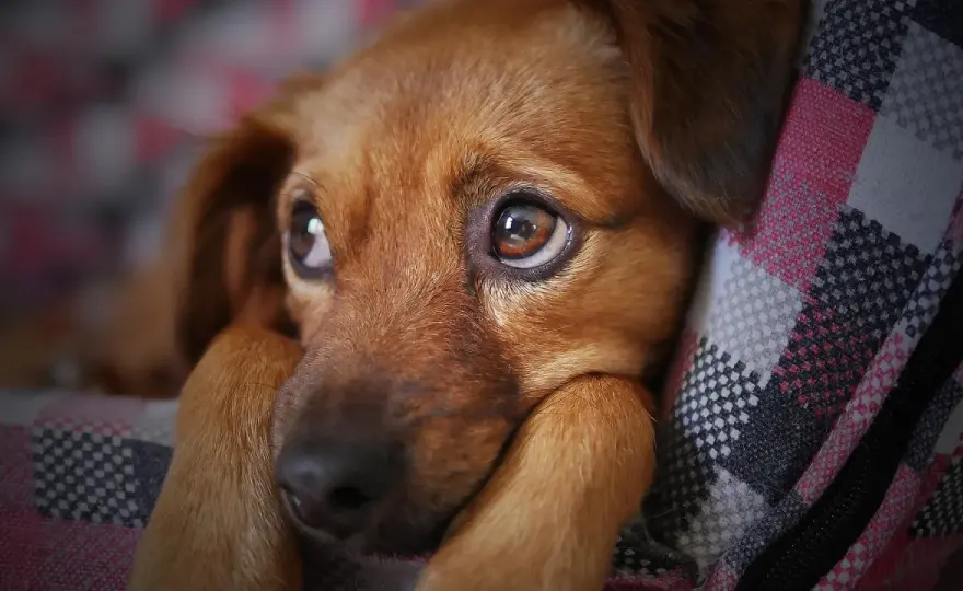 Troppi fermenti lattici al cane? Cosa fare e quando agire