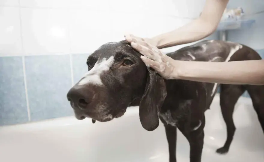 Acqua fredda al cane - Benefici, rischi e come usarla al meglio