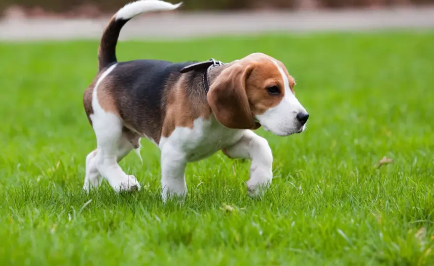 Cane zoppica ma corre - Cosa fare?