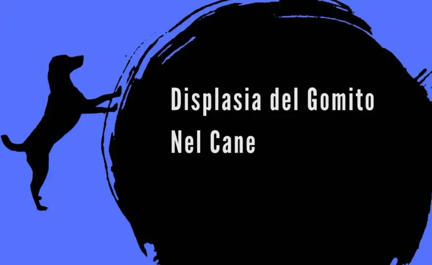 Displasia gomito cane: sintomi, diagnosi e cura efficace