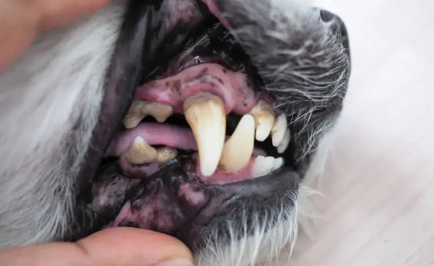 Gengive nere nel cane - Quando sono normali e quando è emergenza?