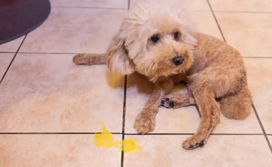 Nausea nel cane - Rimedi, cause e quando correre dal veterinario