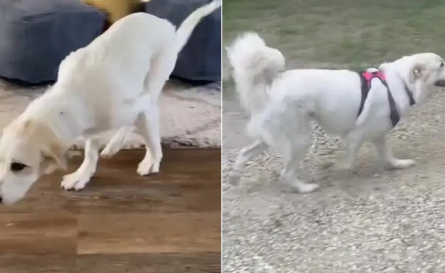 Cane con paralisi zampe posteriori - Guida completa al recupero