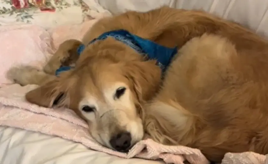 Cicatrice rialzata nel cane - Quando preoccuparsi e cosa fare?