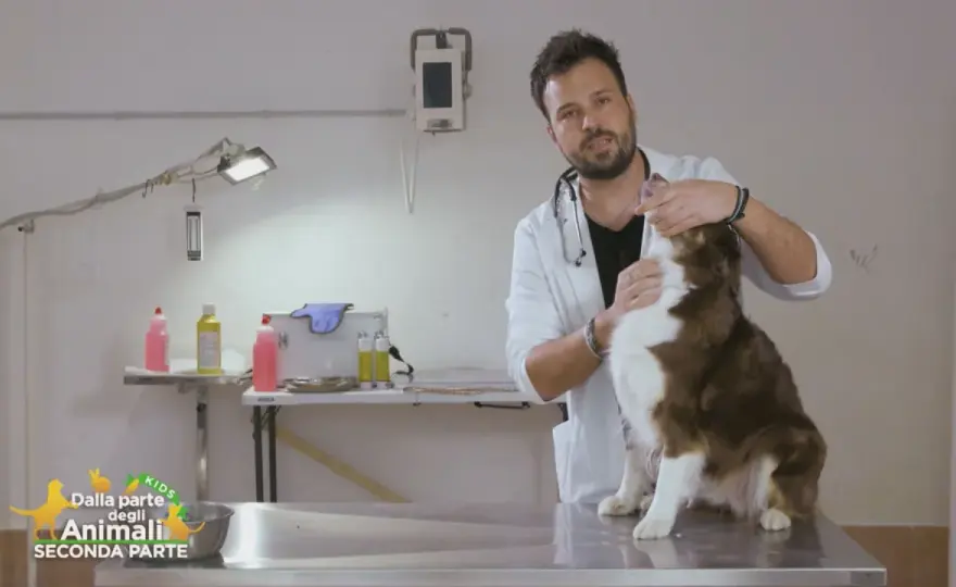 Cane sputa la pastiglia? Soluzioni efficaci e consigli del veterinario