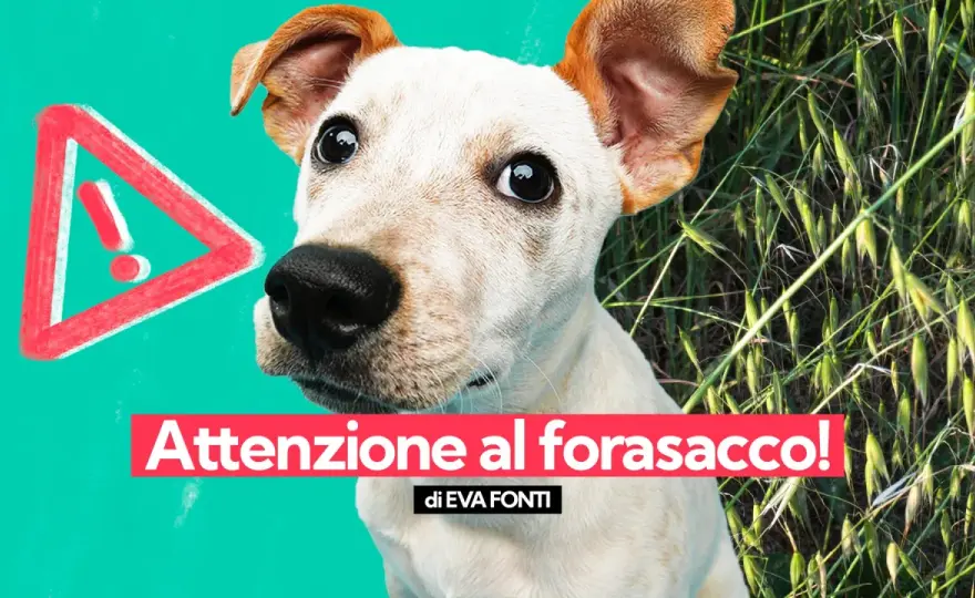 Forasacchi nel cane - sintomi, cosa fare e prevenzione