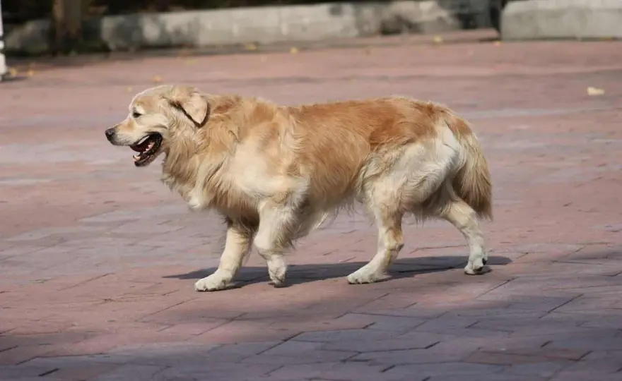 Zampa gonfia cane - Quando preoccuparsi e cosa fare subito
