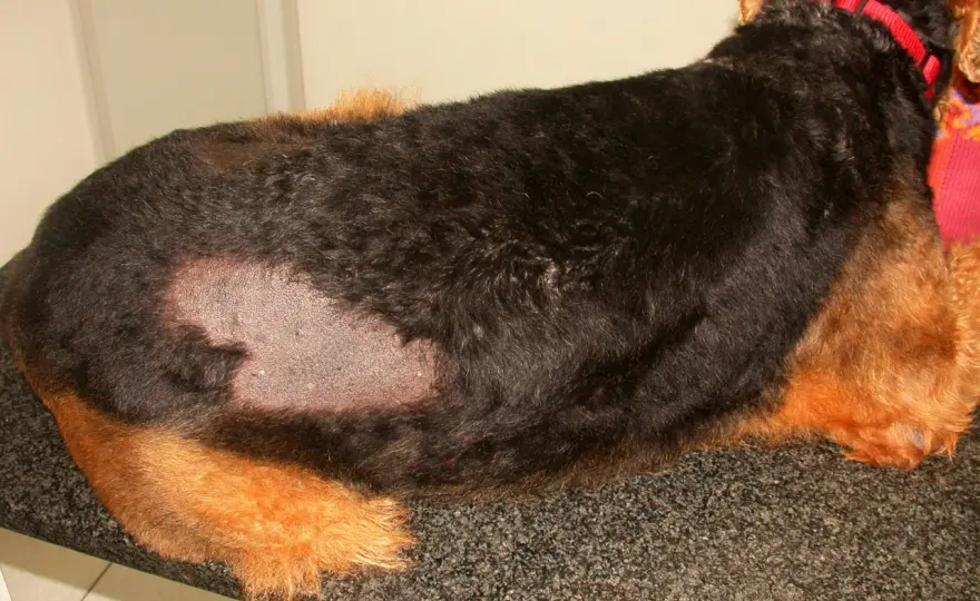 Cane con chiazze senza pelo? Cause e soluzioni rapide