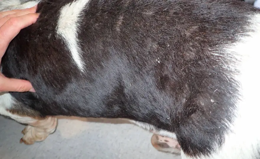 Pelle secca cane - Cause, rimedi e quando andare dal veterinario