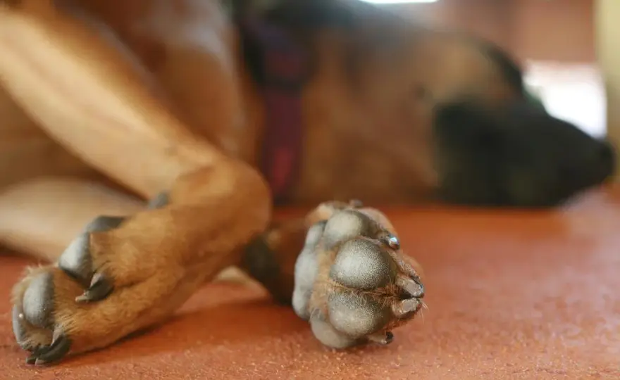 Cuscinetti cane secchi o doloranti? Cause e rimedi efficaci