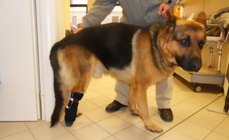 Protesi zampa cane - Quanto costa davvero?