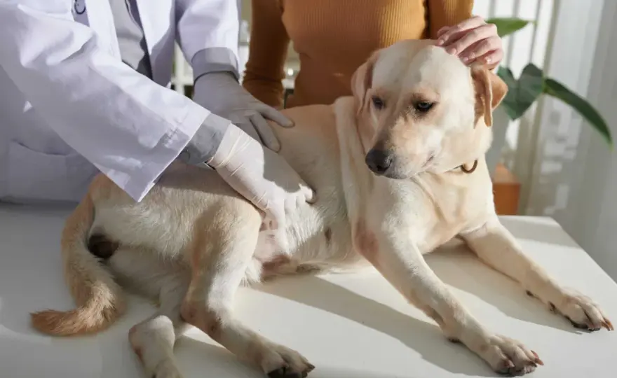 Disturbi intestinali cane - Cosa fare e quando preoccuparsi
