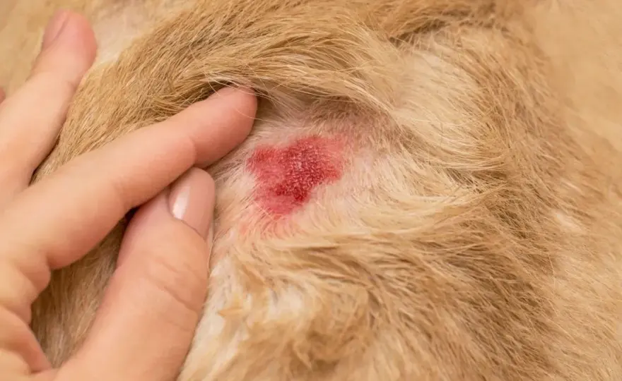 Hot spot nel cane - Cosa fare e come prevenirlo?