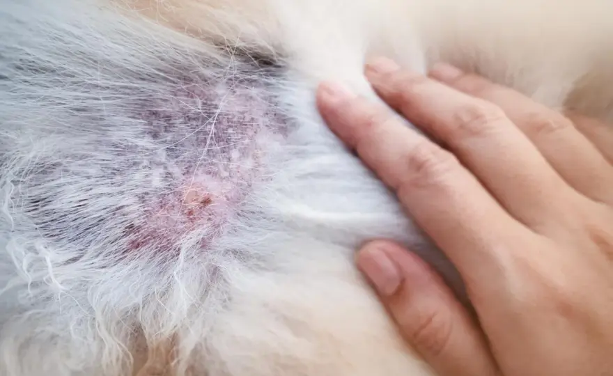 Malassezia cane - Rimedi naturali e quando serve il veterinario