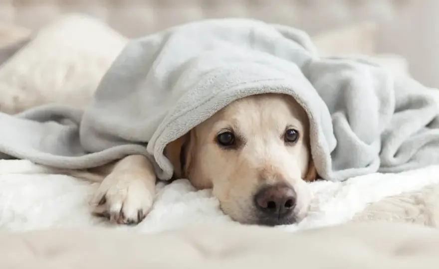 Cane che tossisce a riposo - Le cause e cosa fare subito