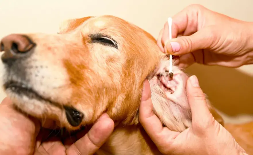 Acari orecchie cane - Stop al prurito e alle ricadute!