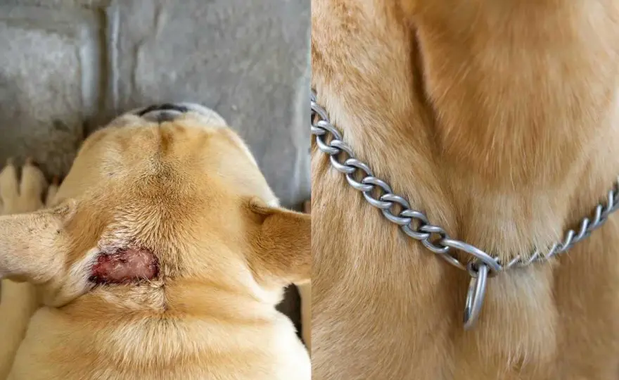 Cisti dermoide cane - Riconoscila e agisci subito!