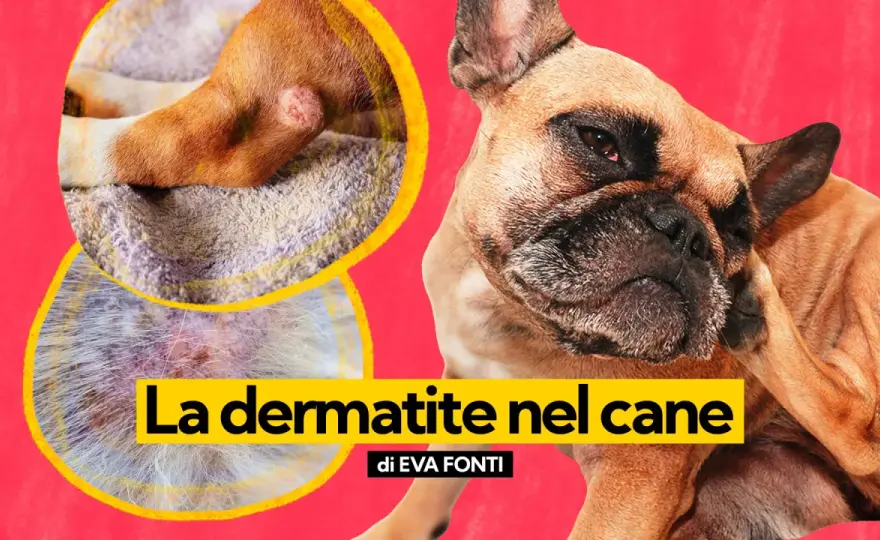 Dermatite da pulci cane - Riconoscila e risolvila subito!
