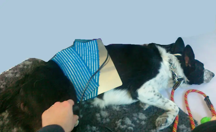 Ginocchio del cane: cause, sintomi e recupero efficace