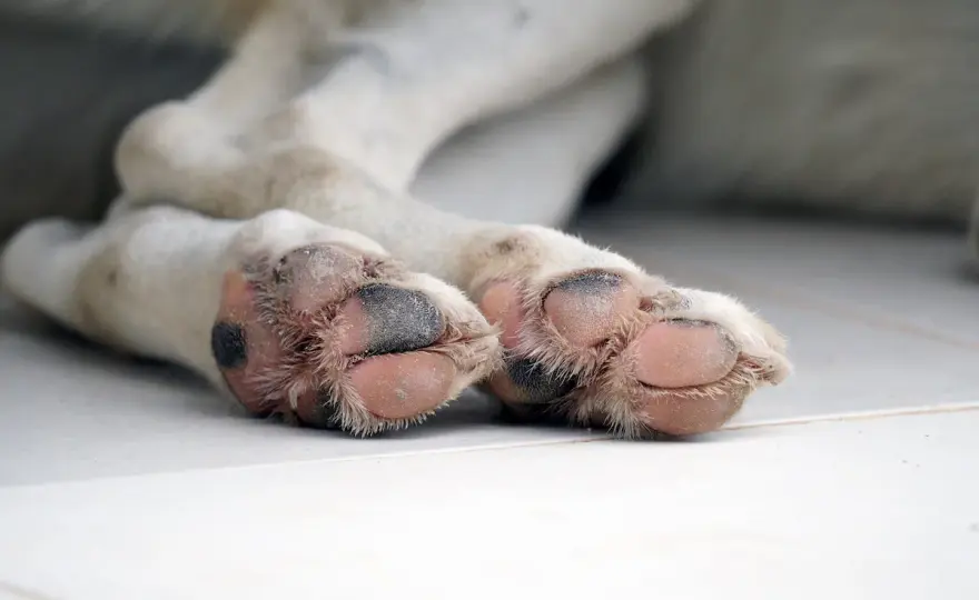 Zampe arrossate nel cane - Cosa fare e quando serve il veterinario