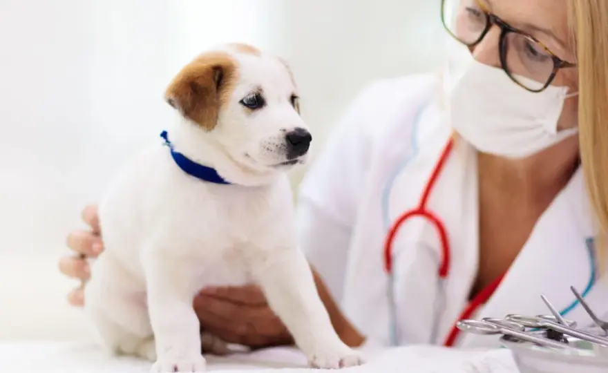 Criptorchidismo nel cane - Cosa fare per la sua salute?