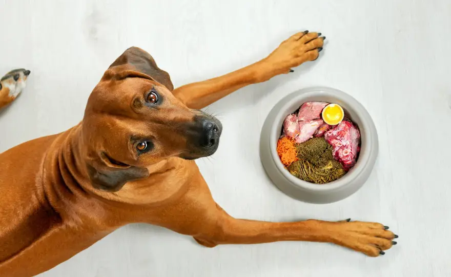Pancreatite nel cane - Sintomi, cura e dieta: la guida completa