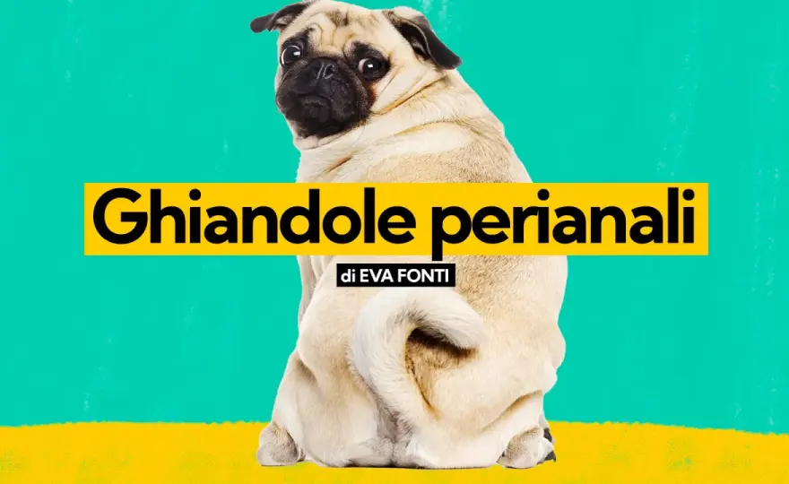Sacchi paranali del cane - segnali, cura e prevenzione