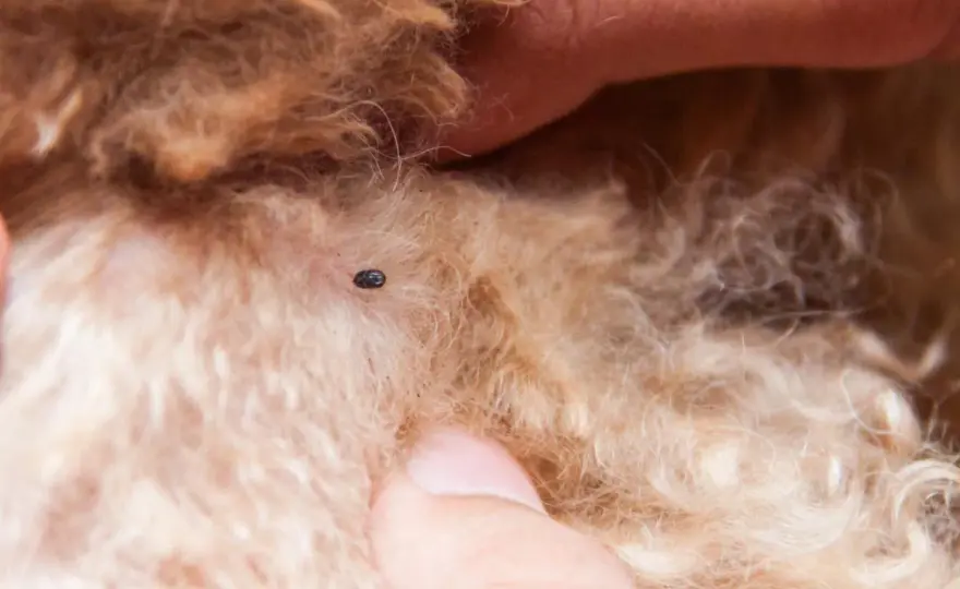 Acari nel cane - Riconosci i sintomi e agisci subito!