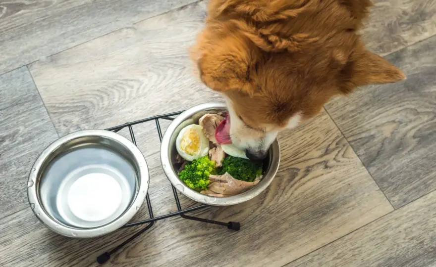 Cibo caldo ai cani - Quando è utile e come scaldarlo?