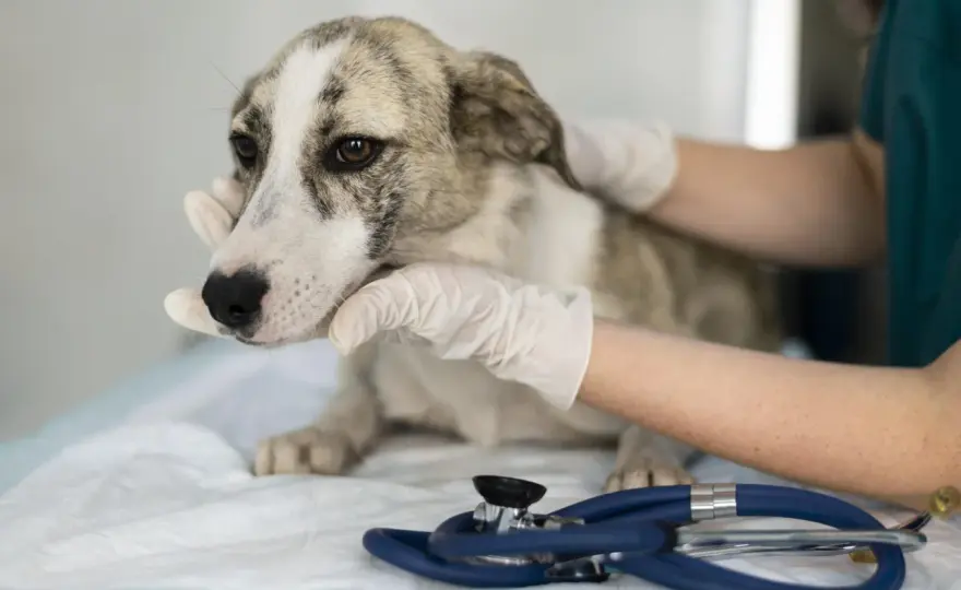 Flatulenza cane e tumore - Quando il gas è un campanello d'allarme?
