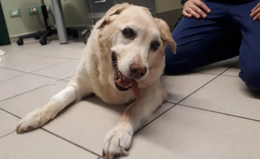 Sindrome vestibolare cane - Riconosci i sintomi e agisci subito
