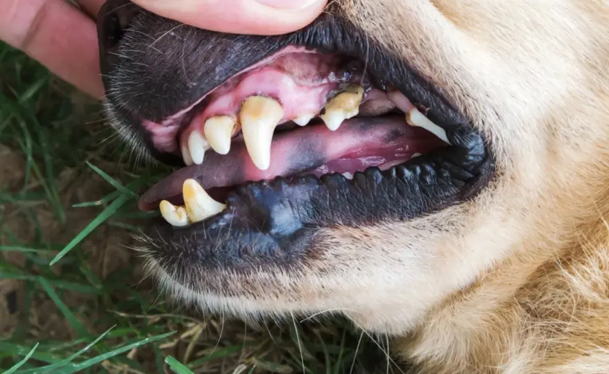 Come togliere il tartaro dai denti del cane - Guida completa