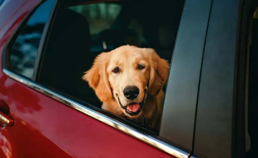 Mal d'auto cane - Farmaci e strategie per viaggi sereni