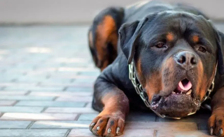 Reflusso nel cane - Segnali, cause e cosa fare subito
