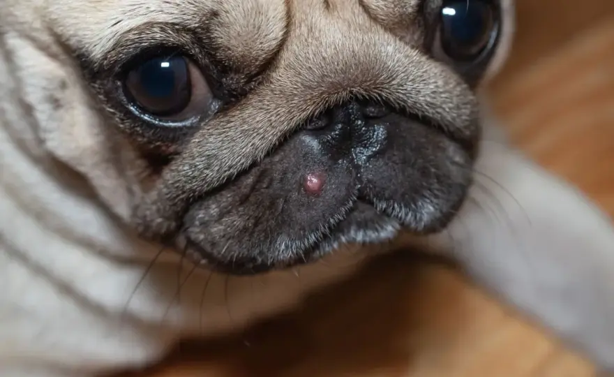 Brufolo sul cane - Acne canina o problema serio? La guida