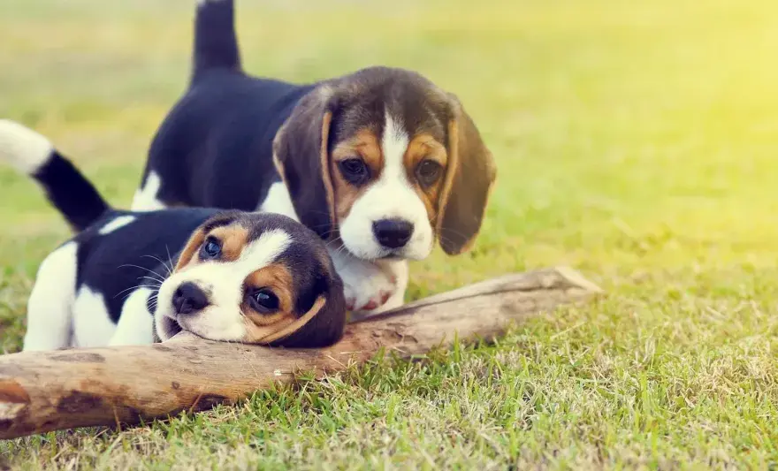 Sverminazione cane - Guida completa per cuccioli e adulti