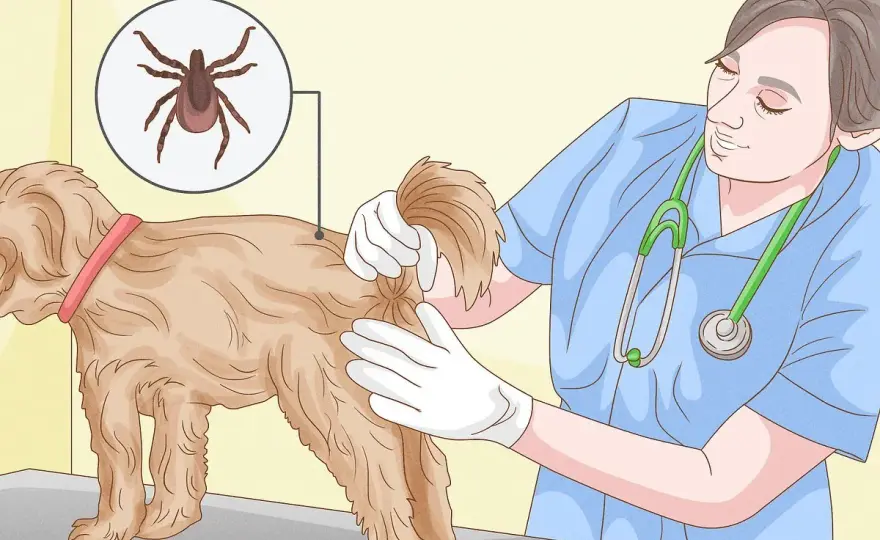 Come togliere una zecca al cane - Guida rapida e sicura