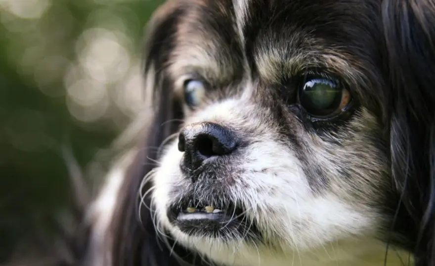 Cane cieco - Quanto vive e come aiutarlo?