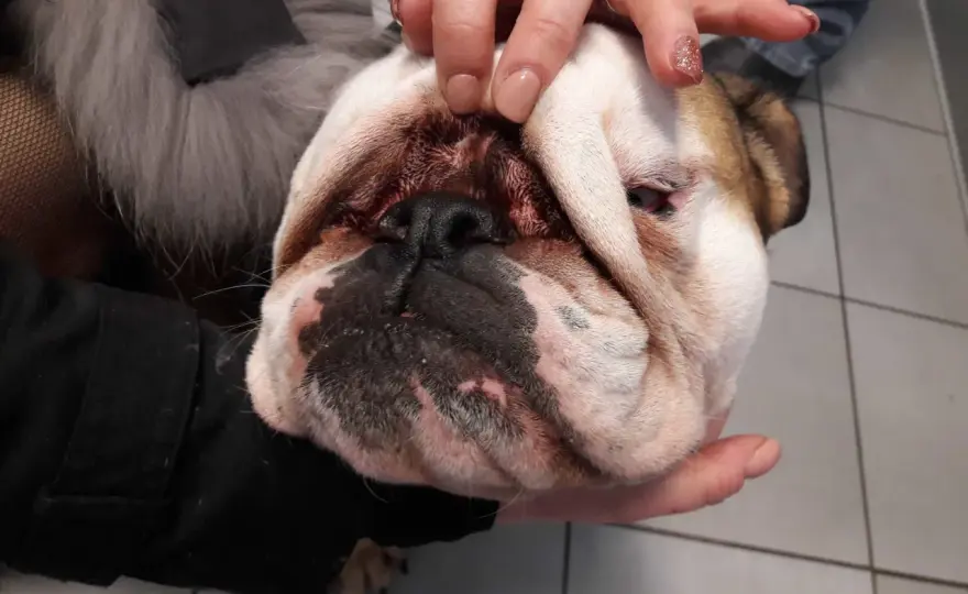 Otite da Malassezia nel cane - Guida completa e prevenzione