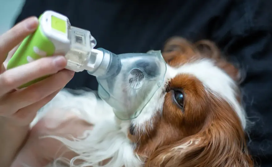 Cane tossisce - Cosa fare e quando è un'emergenza?