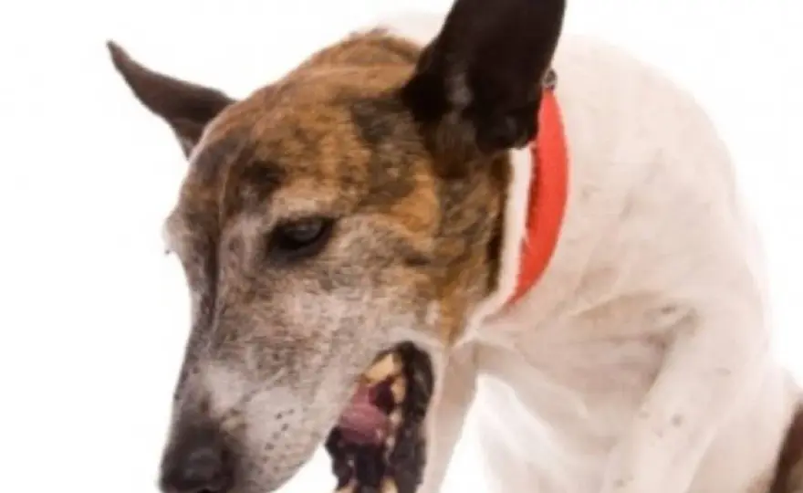Starnuto inverso cane - Come riconoscerlo e quando agire