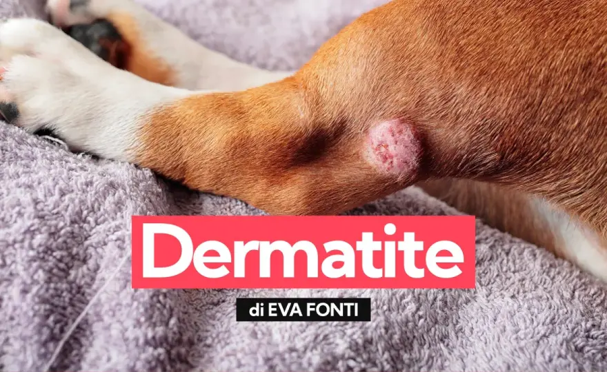 Dermatite cane - Sintomi, cause e cura: la guida completa