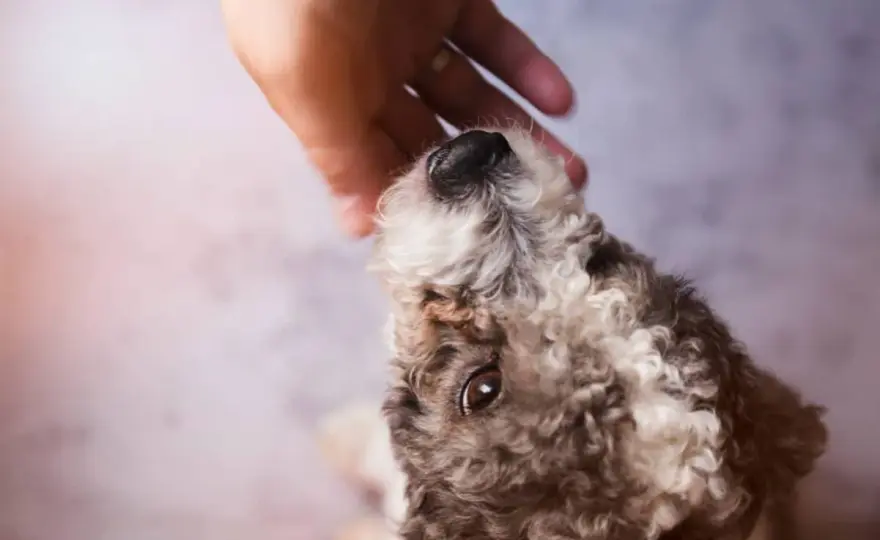 Pulci nel cane - Eliminale per sempre: guida completa
