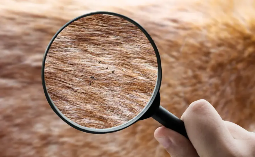 Pulci nel cane, come riconoscerle e interrompere l'infestazione