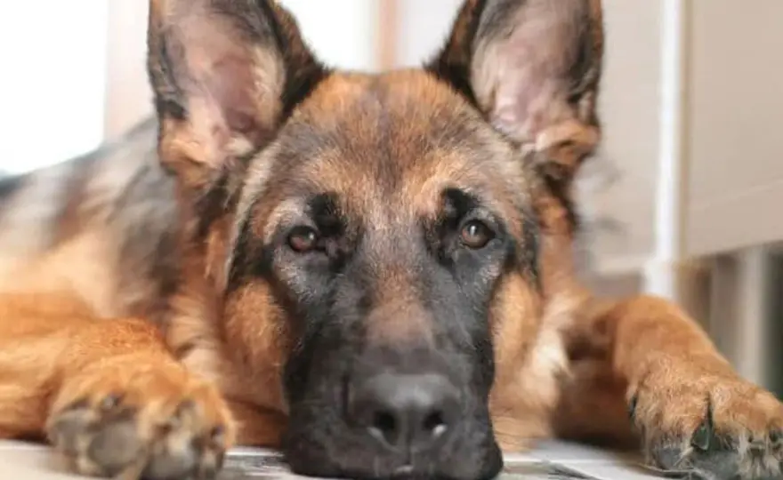 Mielopatia degenerativa cane - Quando l'eutanasia è la scelta giusta?