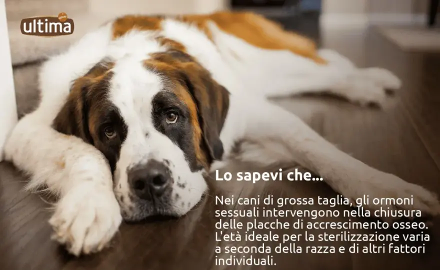Sterilizzazione della cagna - quando farla e cosa sapere